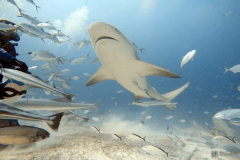 shark